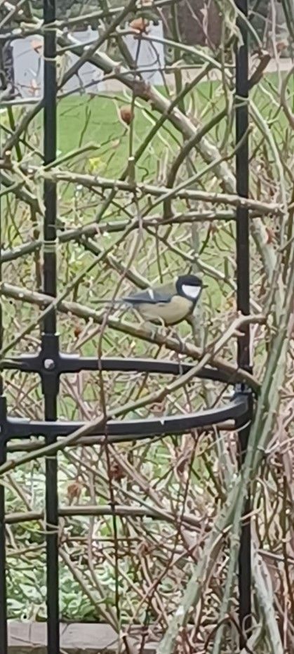 Great tit on winter pruned rose