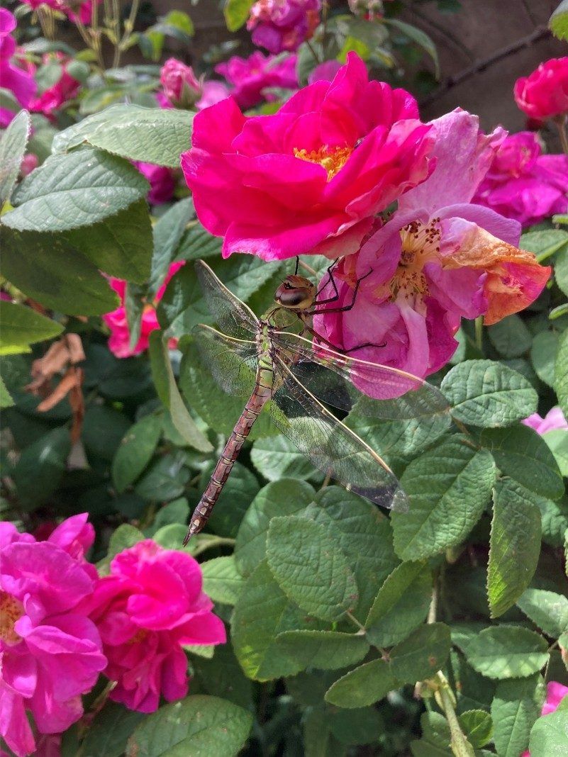 Dragonfly spotted in Middle Temple garden
