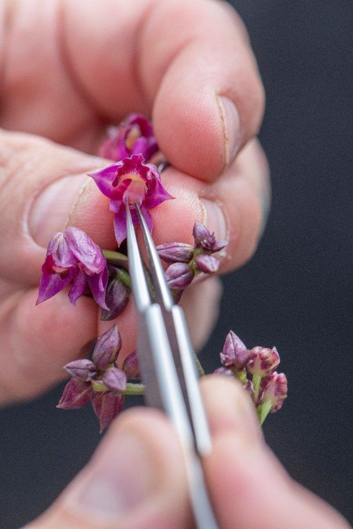 The hand of assistant gardener, Thomas, precision-pollinating rare orchid P. tsaratananae