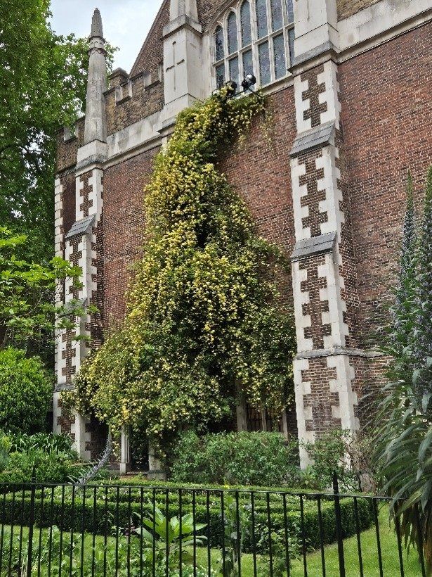The towering Rosa banksiae blooming outside Hall in early May