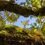 Smoke and Rivers: Law, Rights of Nature and Pandemic Disease