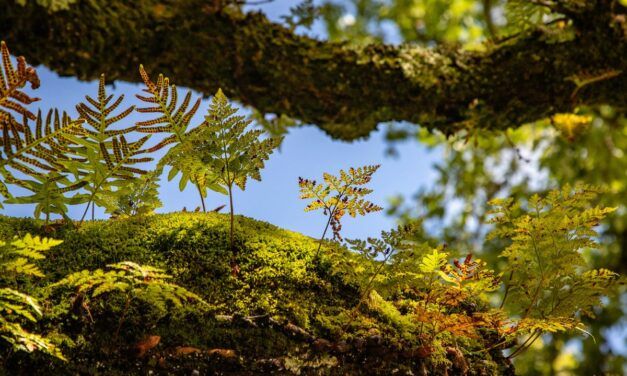Smoke and Rivers: Law, Rights of Nature and Pandemic Disease