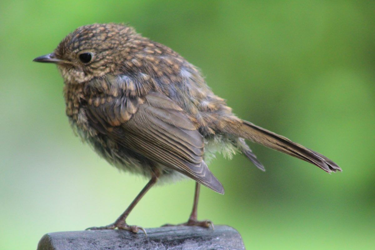 Baby Robin