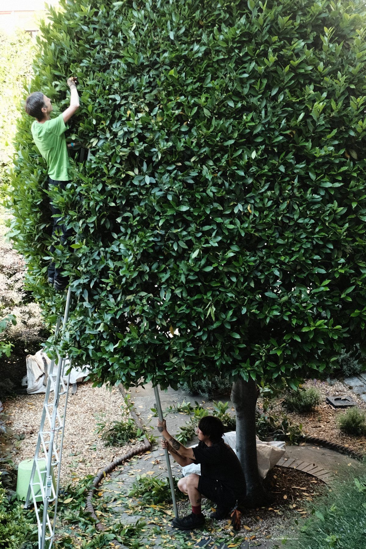 Bay Tree Pruning