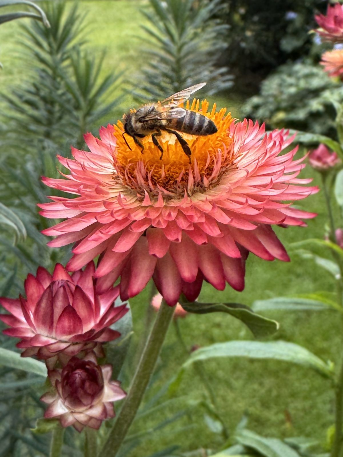 Bee on Helichrysum