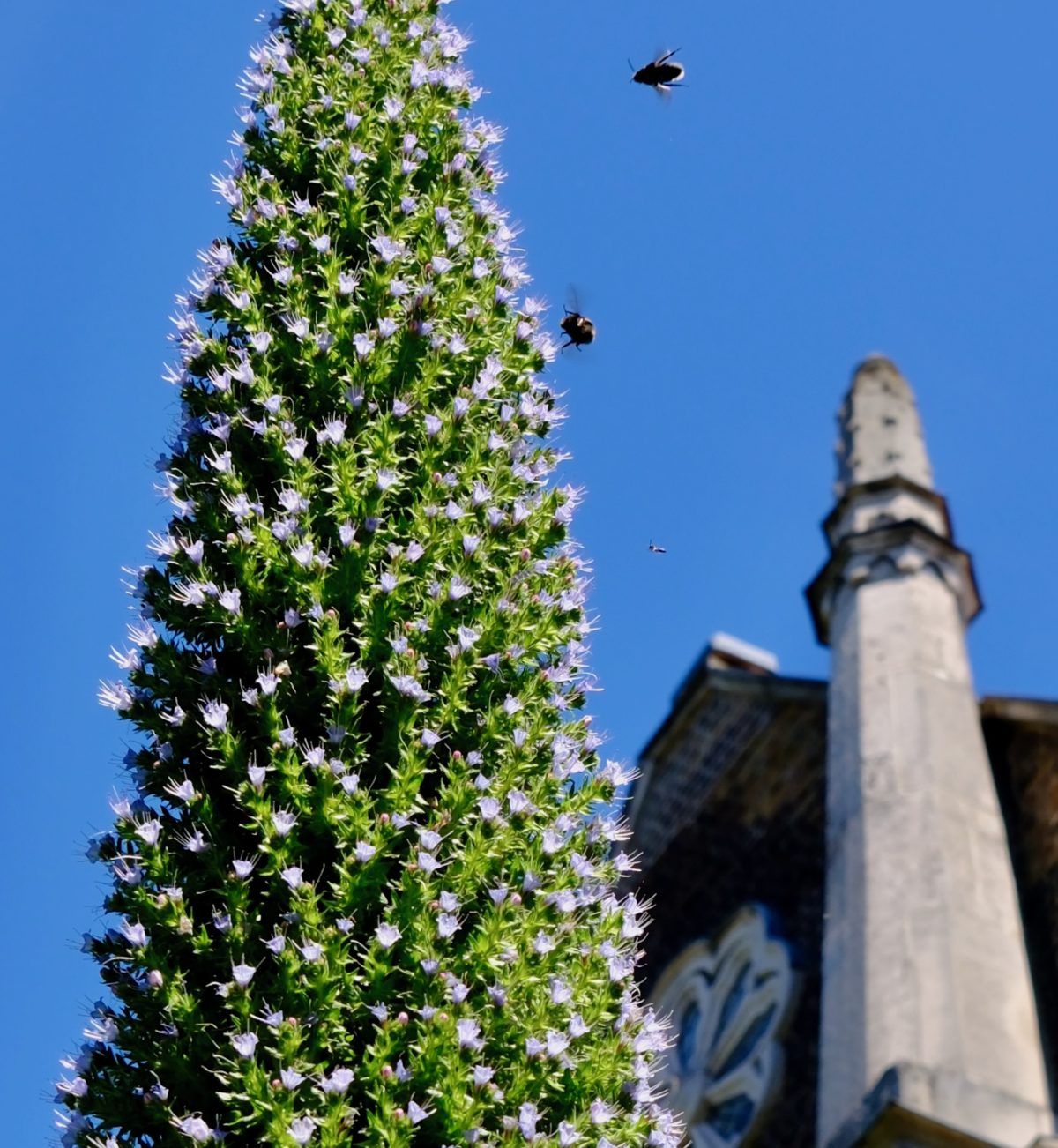 Bees Flying to Echium