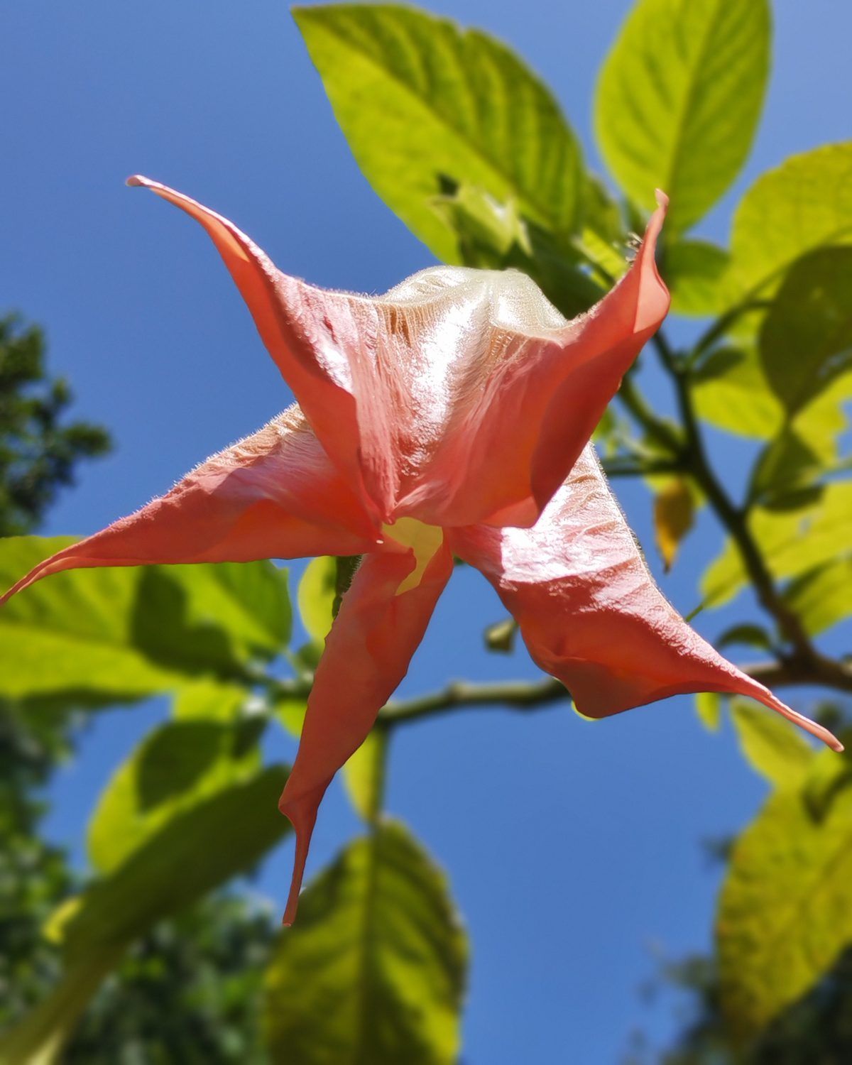 Brugmansia