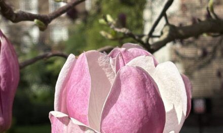 Middle Temple Photography Competition 2026
