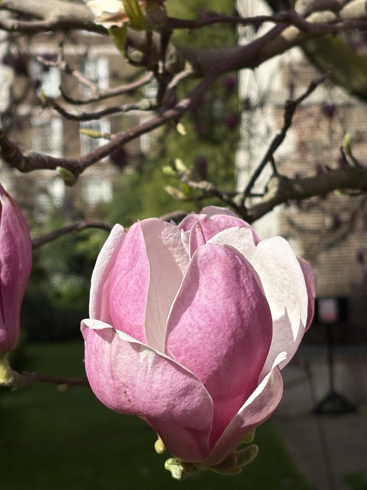 Magnolia Close Up