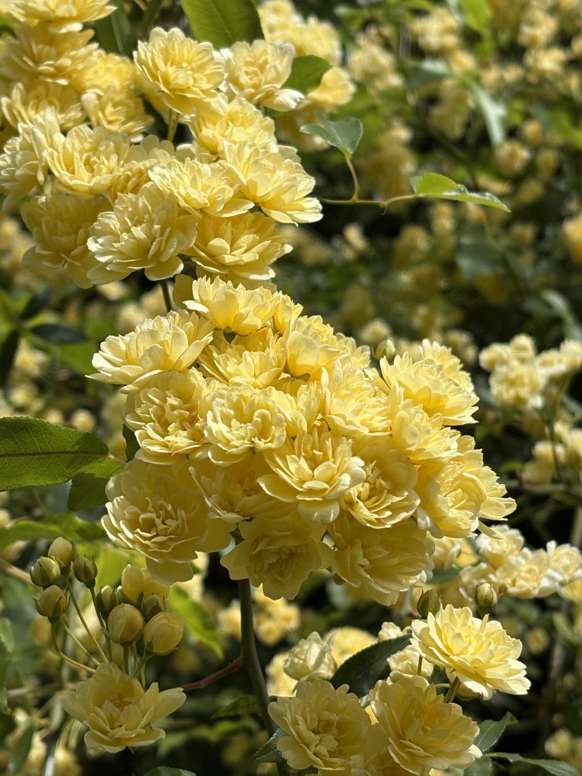 Rosa Banksiae