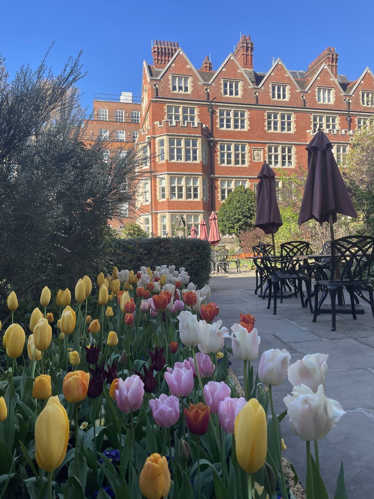 Tulips on Terrace