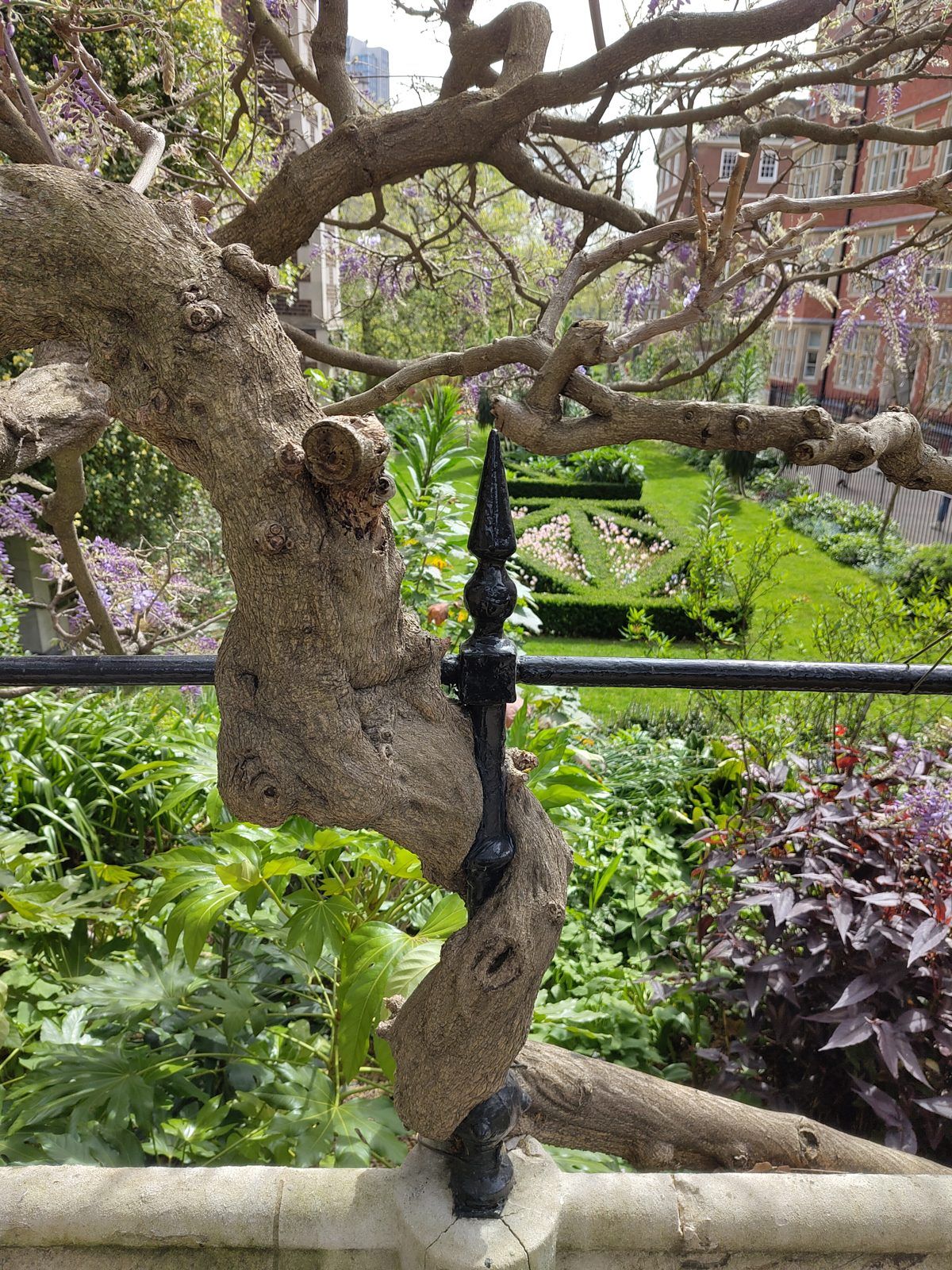 Twisting Wisteria